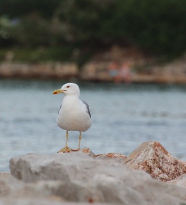 C19924 26-07-2014 Nečujam.jpg